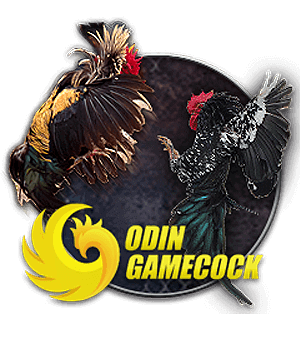 Đá gà odin