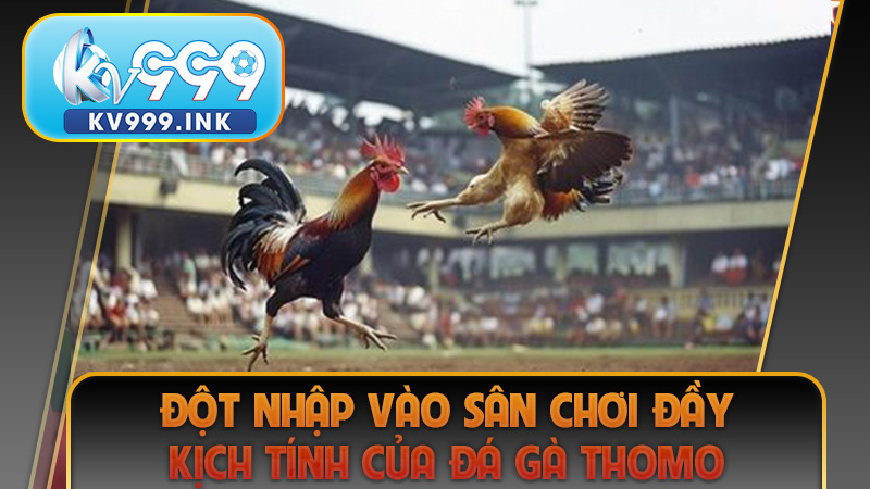 Đột nhập vào sân chơi đầy kịch tính của đá gà thomo