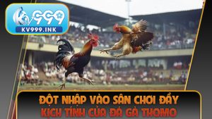 Đột nhập vào sân chơi đầy kịch tính của đá gà thomo