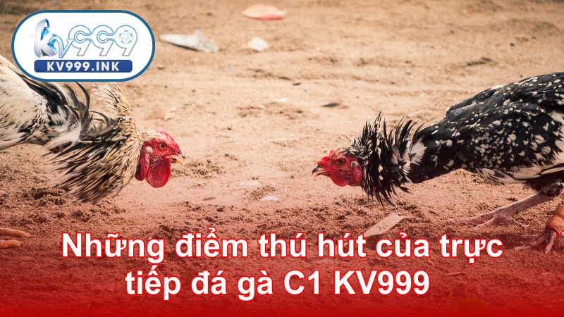 Trải nghiệm trực tiếp đá gà C1 với dịch vụ chất lượng cao Những điểm thú hút của trực tiếp đá gà c1 KV999