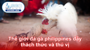 Thế giới đá gà philippines đầy thách thức và thú vị