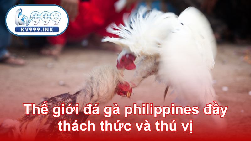 Đá gà Philippines - Thiên đường chọi gà Đông Nam Á Thế giới đá gà philippines đầy thách thức và thú vị