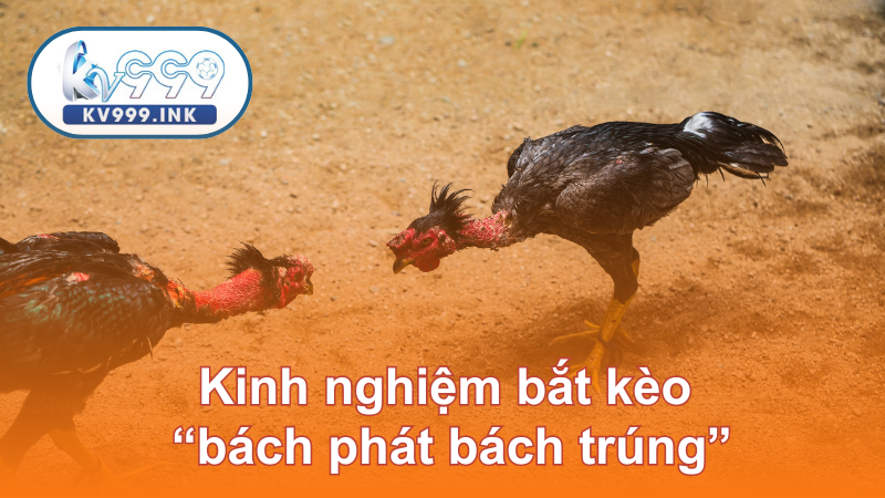 Đá gà cựa sắt thomo - Gay cấn, khốc liệt cùng chiến kê Kinh nghiệm bắt kèo “bách phát bách trúng”